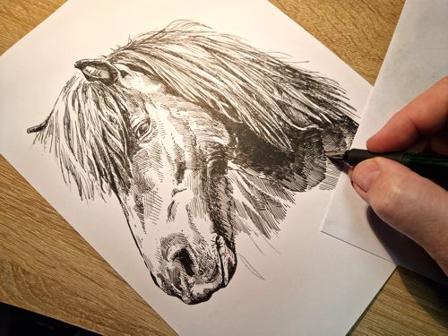 pony 2